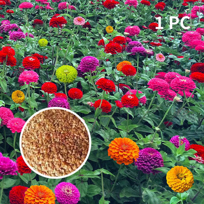 100 PCS Mixed Color Zinnia Seeds